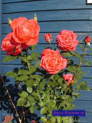 Rosenblüten