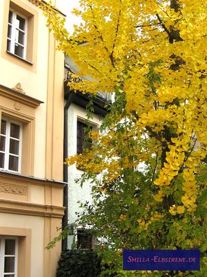 Ginko