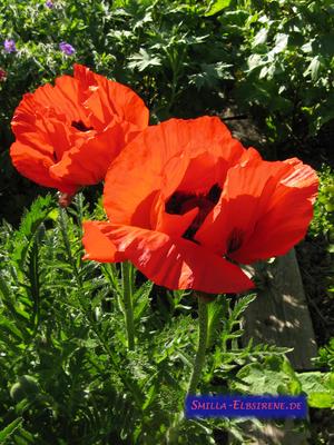 Mohnblume