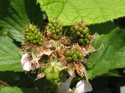 unreife Himbeeren