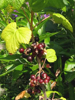 Schwarze Johannisbeeren