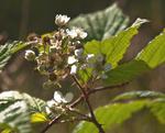 Brombeere (Rubus sectio Rubus)