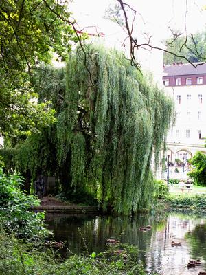 Trauerweide