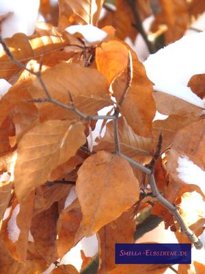 Buchenlaub