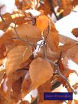 Buchenlaub 