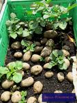 Saatkartoffeln (Solanum tuberosum)