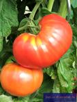 Tomate 'Berner Rosen'