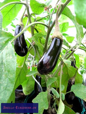 Aubergine