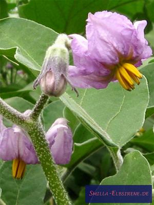 Aubergine