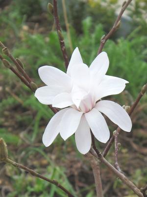 Sternmagnolie