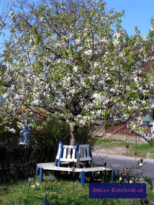 Kirschblüte