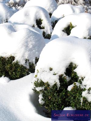 Buchsbaum-Kugeln im Winter Buchsbaum-Kugeln im Winter