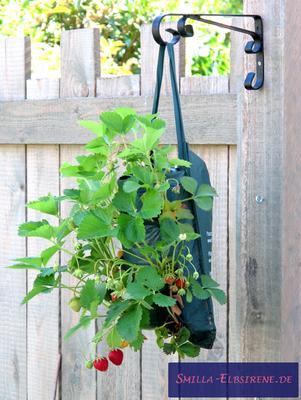 Erdbeeren (Fragaria spec.) im Pflanzsack Erdbeeren (Fragaria spec.) im Pflanzsack