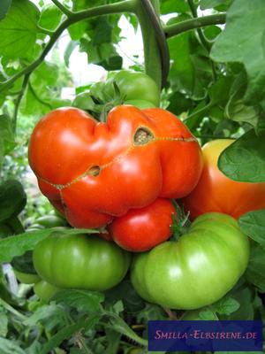 Fleischtomaten
