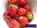 Erdbeeren (Fragaria spec.)