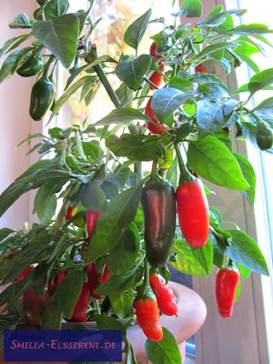 Chili Jalapenos