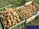 Kartoffeln (Solanum tuberosum)