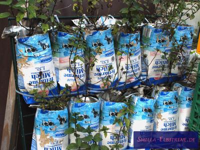 Pfefferminze in Milch-Tetrapacks Pfefferminze in Milch-Tetrapacks