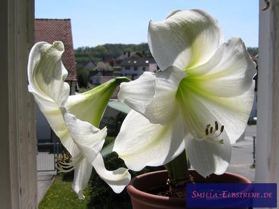 Ritterstern-Amaryllis
