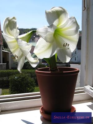 Amaryllis