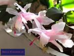 Weihnachtskaktus (Schlumbergera)