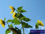 Sonnenblumen, die in den Himmel wachsen