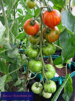 Tomate Tigerella