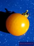 Rund-Tomate 'Goldene Königin'
