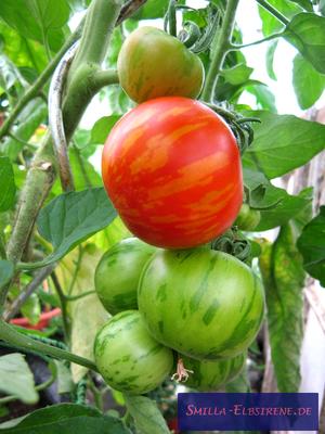 Tomate Tigerella