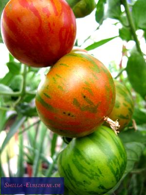 Tomate Tigerella