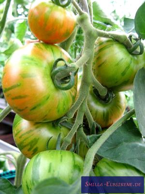 Tomate Tigerella
