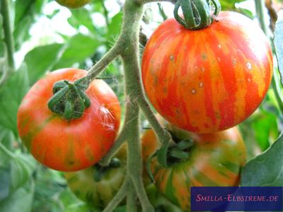 Tomate Tigerella