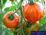 Tomate Tigerella  (Solanum lycopersicum 'Tigerella')