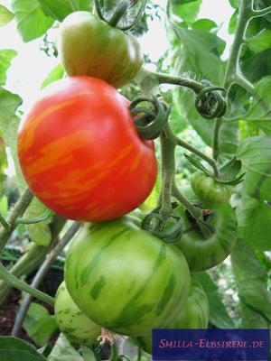 Tomate Tigerella