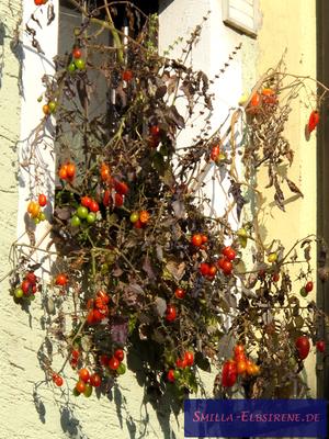 Tomatenzucht auf der Fensterbank Tomatenzucht auf der Fensterbank