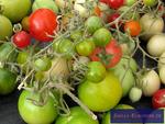 unreife Tomaten