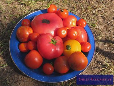 verschiedene tomatensorten