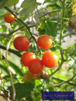 Wildtomaten